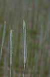 Cereal rye